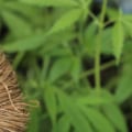 What is hemp and what is it used for?