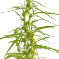 Are Hemp and Marijuana from the same plant?